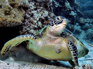 Just take off - the Green Turtle finished the photoshooting by Andre Philip 
